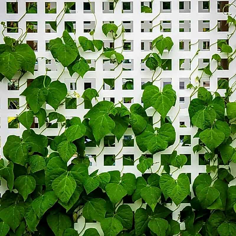 a photo showing a fencing run with some wonderful fence landscaping from our list of simple fence line landscaping ideas including the best plants for fence lines