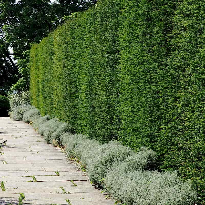 a photo of a hedge being used as eco-friendly fence panels that are made using sustainable fence materials to create eco-friendly fencing