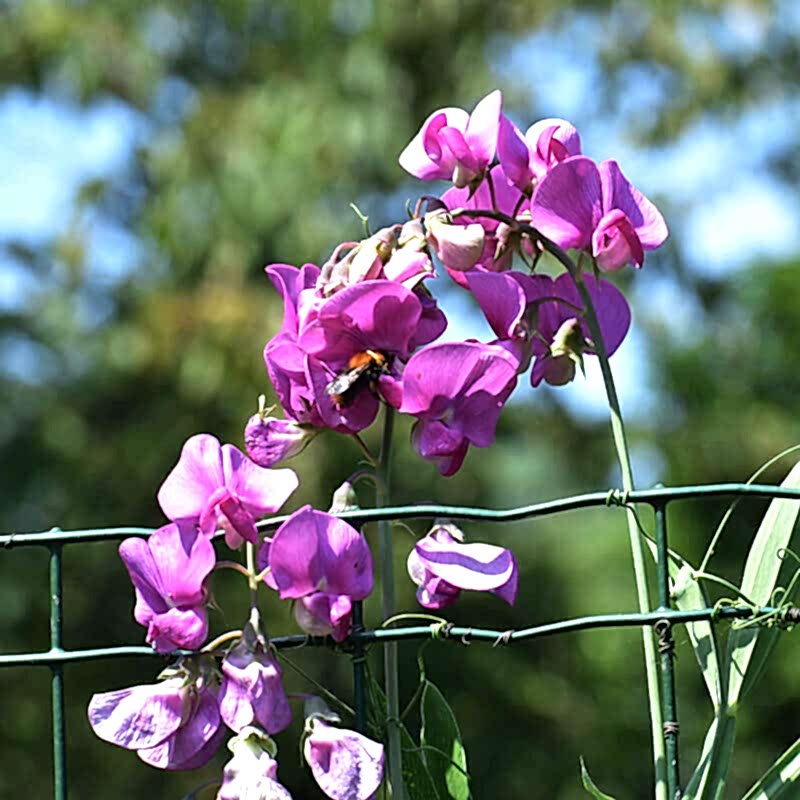 This photo of a plant fence showcases hanging plants on a fence and climbing plants for fences