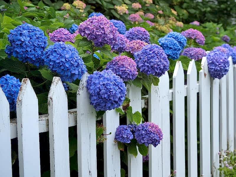 this photo shows one of our outdoor fencing ideas which include patio fencing ideas and fences for yards