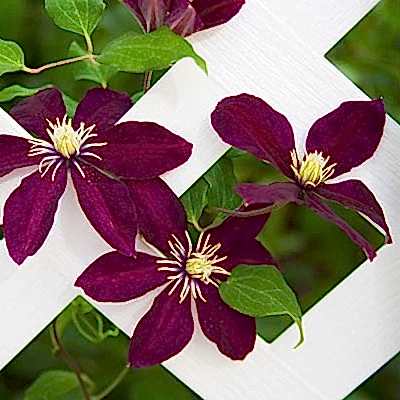 Purple clematis growing up white lattice