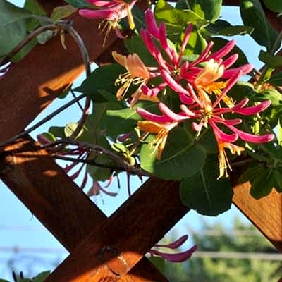 a photo showing a fencing run with some wonderful fence landscaping from our list of simple fence line landscaping ideas including the best plants for fence lines