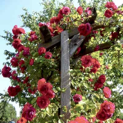 a photo showing a fencing run with some wonderful fence landscaping from our list of simple fence line landscaping ideas including the best plants for fence lines