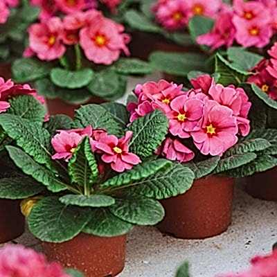 This image shows one of our budget garden ideas which include garden ideas on a budget, cheap garden ideas, patio garden ideas on a budget, cheap ideas for raised garden beds, low-maintenance garden ideas on a budget and garden painting ideas