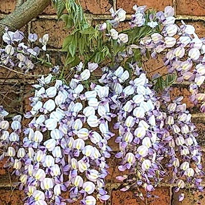 a photo showing a fencing run with some wonderful fence landscaping from our list of simple fence line landscaping ideas including the best plants for fence lines