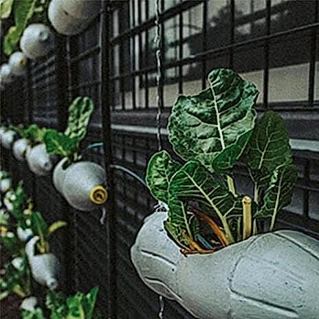 a photo showing one of our vertical garden ideas which include a vertical garden wall , vertical herb garden, vertical vegetable garden and growing your own fruits and vegetables in a fruit and vegetable garden