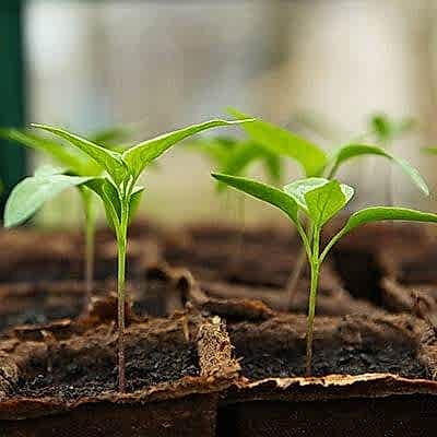 This image shows one of our budget garden ideas which include garden ideas on a budget, cheap garden ideas, patio garden ideas on a budget, cheap ideas for raised garden beds, low-maintenance garden ideas on a budget and garden painting ideas