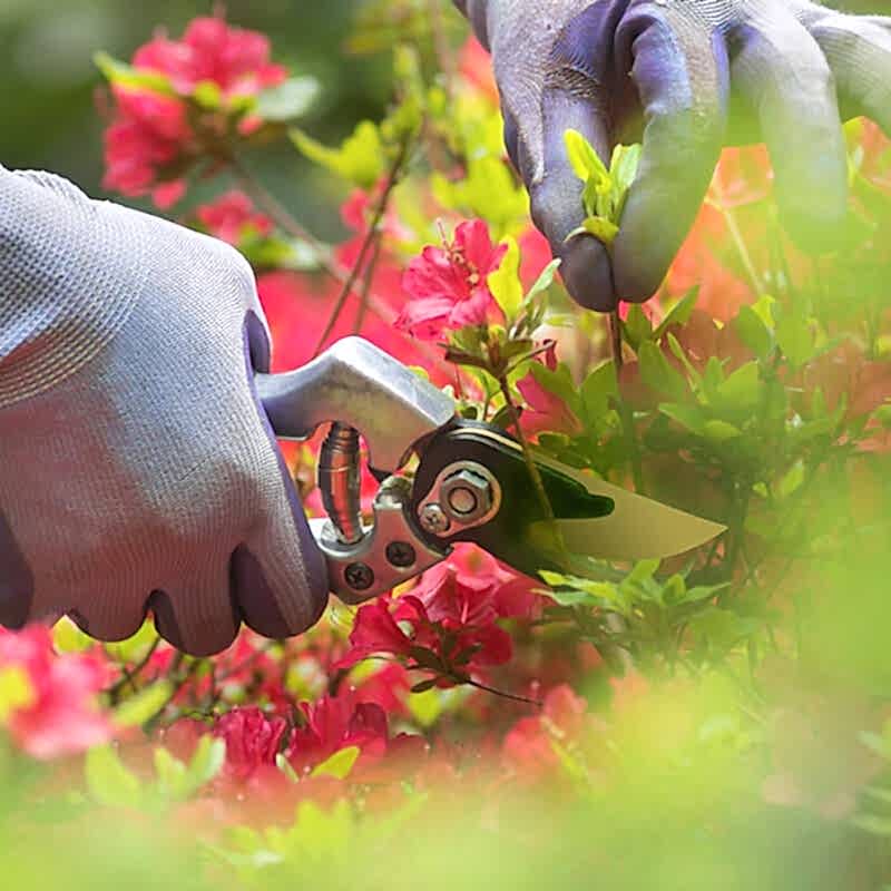 to keep plants on a fence well maintained you should prune when necessary