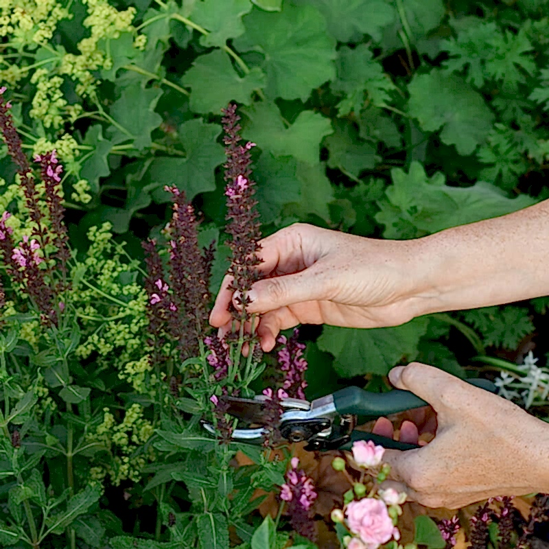 to keep plants on a fence well maintained you should prune when necessary