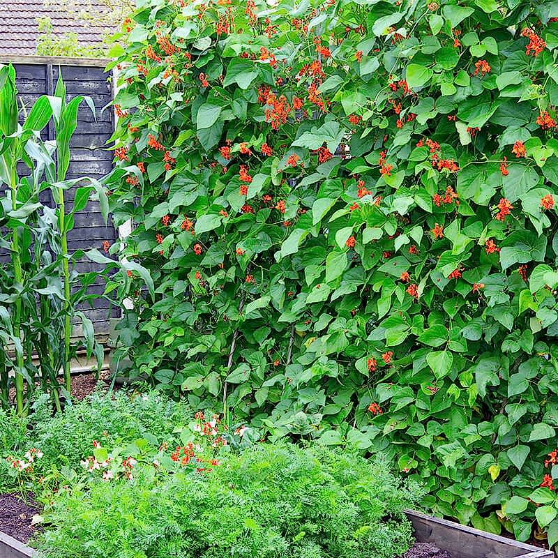 a photo showing one of our vertical garden ideas which include a vertical garden wall , vertical herb garden, vertical vegetable garden and growing your own fruits and vegetables in a fruit and vegetable garden