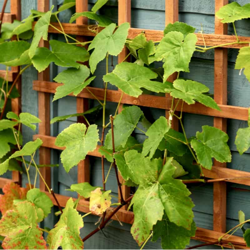 trellis covered in greenery