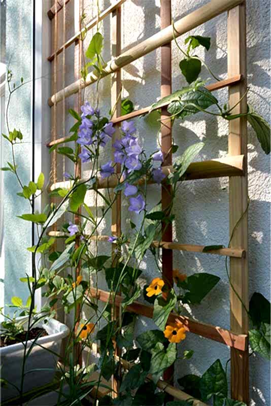 plants climbing up a wooden trellis