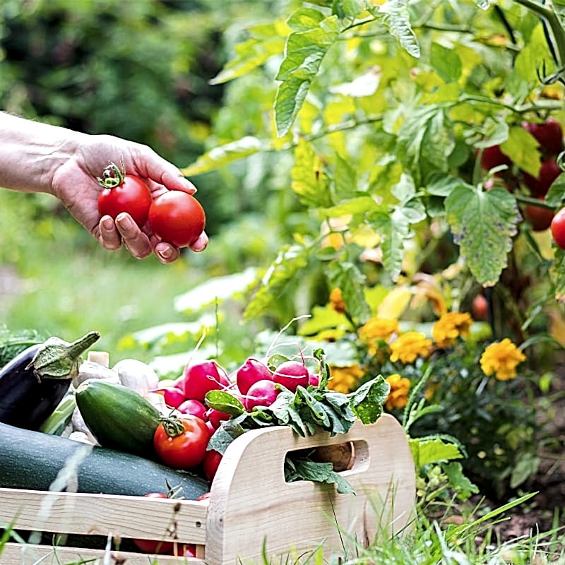 a person is kneeling and harvesting vegetables, their basket is filled with tomatoes, eggplants and cucumber