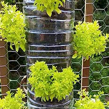 a photo showing one of our vertical garden ideas which include a vertical garden wall , vertical herb garden, vertical vegetable garden and growing your own fruits and vegetables in a fruit and vegetable garden