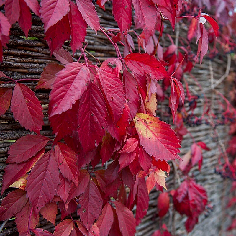 This photo of a plant fence showcases hanging plants on a fence and climbing plants for fences