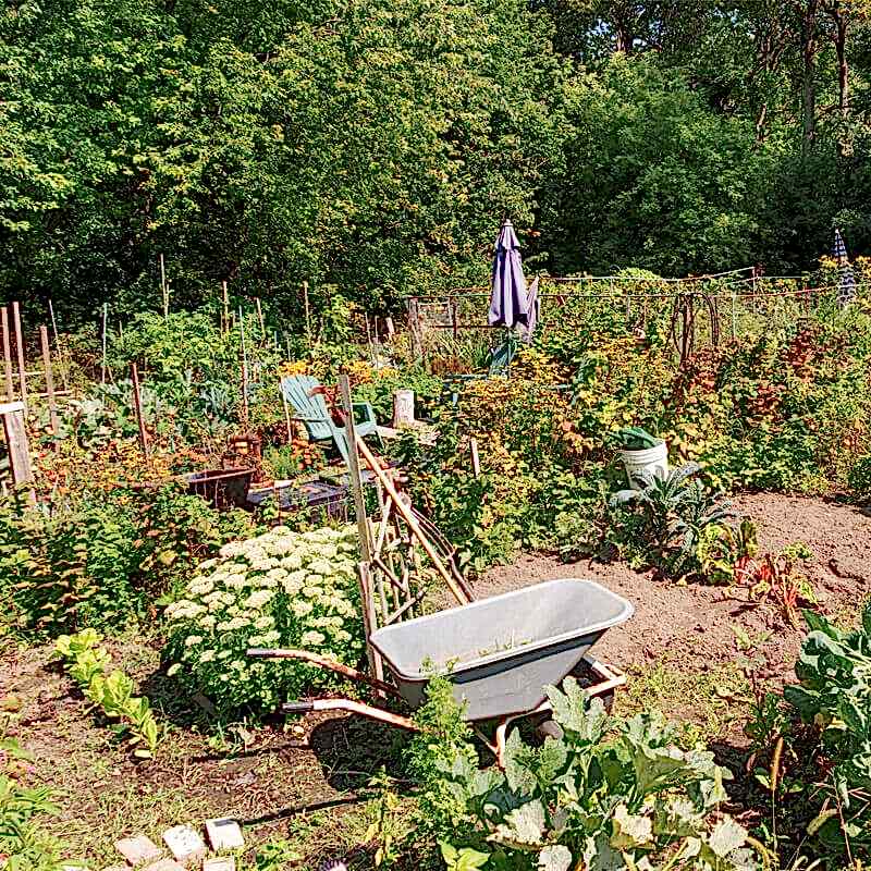 This image shows one of our allotment fence ideas which include allotment fence and allotment fencing