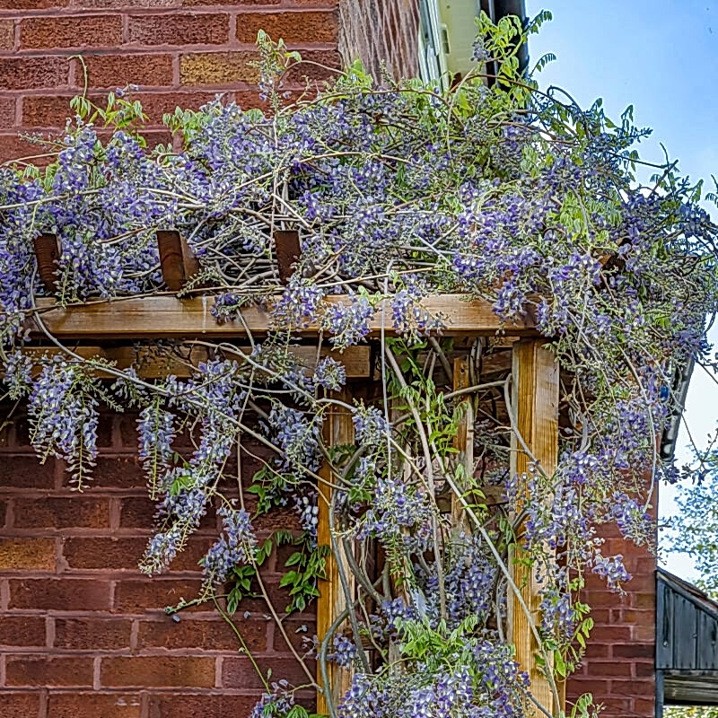 a photo of plants on a fence