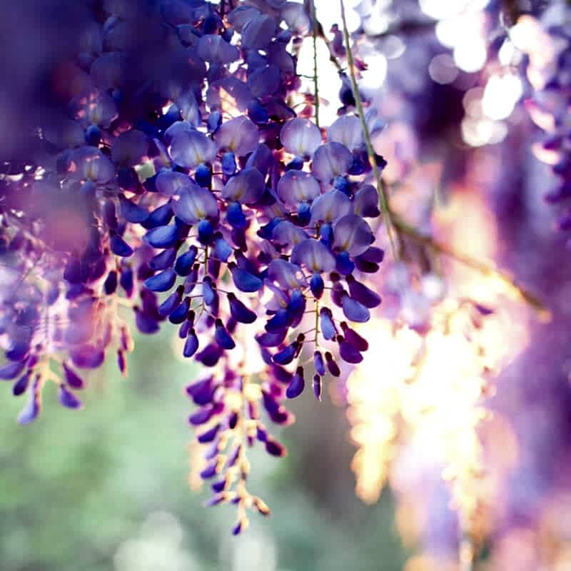 a photo of plants on a fence