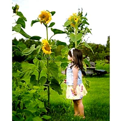 a small girl looking at some sunflowers