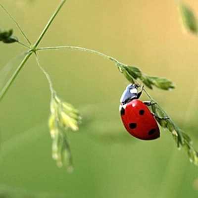 a ladybird on a plant