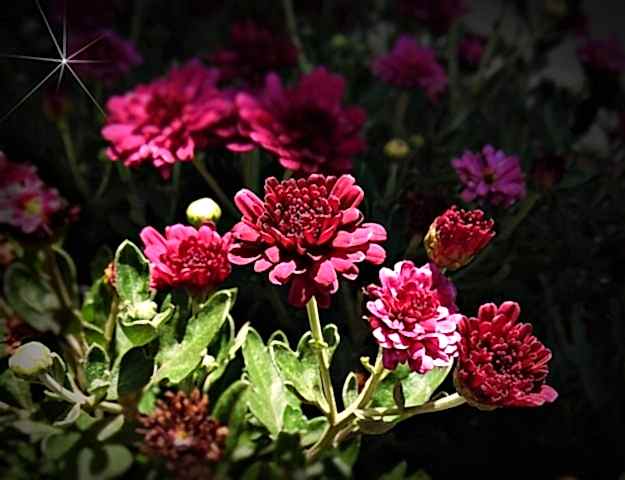 red roses against a dark backdrop