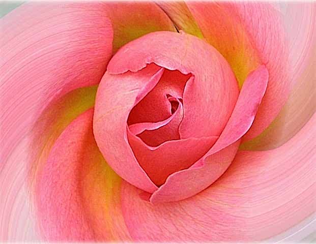 a close-up of a pink rose bloom, with hints of yellow and white colouring