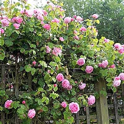 Pink roses growing up a trellis fence