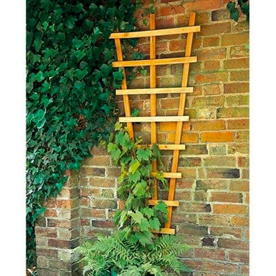 Buy the Forest 2x6 Heavy Duty High Decorative Fan Wall Trellis now A decorative fan wall trellis and a green climbing plant