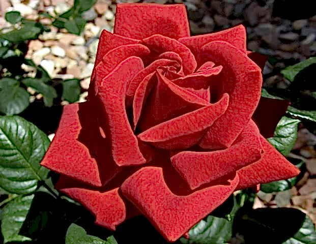 a red rose with glossy, green foliage