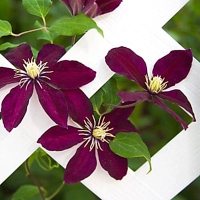 purple clematis climbing white trellis