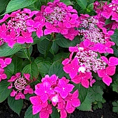a pink climbing hydrangea 