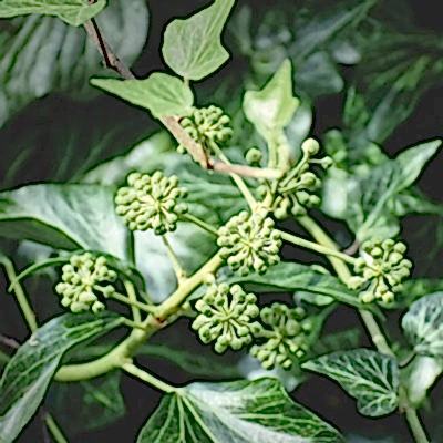 a close-up of an ivy plant