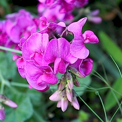 pink sweet peas
