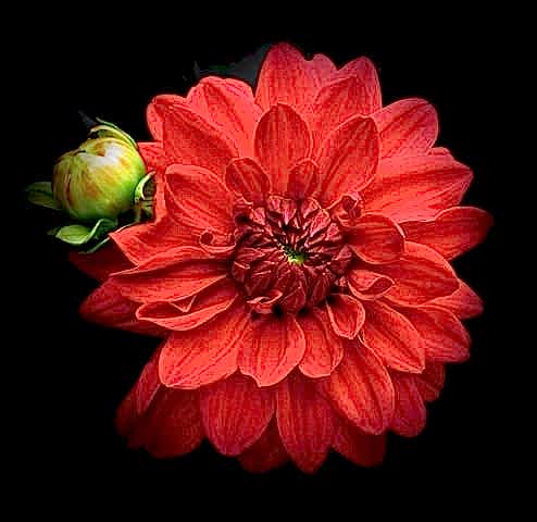 a close-up of a red blooming flower and a ripe bud, both against a black backdrop