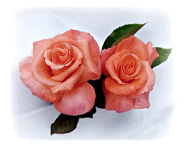 2 orange roses against a white backdrop