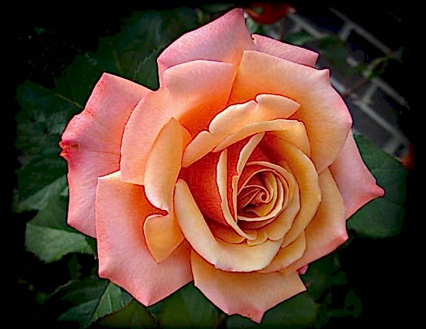 a pink and peach rose bloom with green foliage